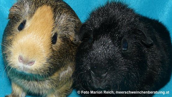 Kopfschiefhaltung bei Meerschweinchen ist immer ein Alarmzeichen