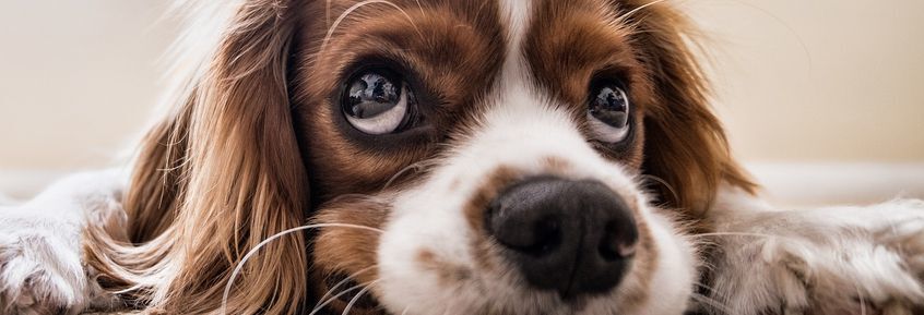 Supersauber: 10% aller Hunde leiden an Analbeutelentzündung
