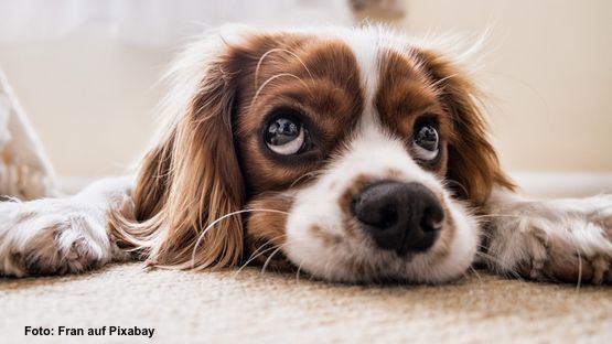 Häufig betroffen: Kleine Hunderassen, wie Chihuahua und Malteser aber auch Beagle und Spaniel