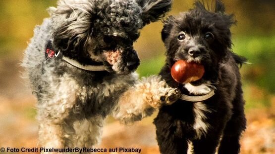 Kastanien Sind Giftig Sie Sind Kein Spielzeug Fur Hunde
