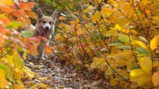 11 Tipps: wie Sie mit Ihrem Hund fit durch den Herbst kommen