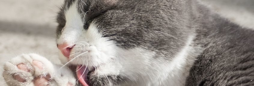 Impfstoff gegen Katzenhaar-Allergie
