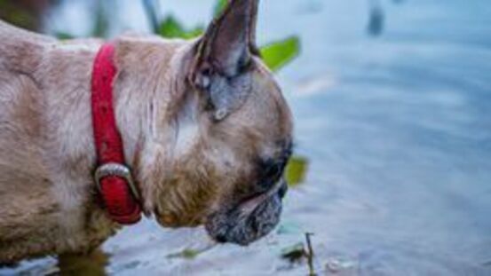 Wie man seinen Hund verstehen lernt