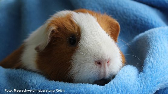 Meerschweinchen verweigern oft die Nahrung wenn sie Schmerzen haben