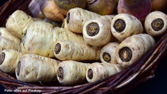 #Mehrwissen auf petdoctors: Ernährung, Mikroflora, Ballaststoffe, Bakterien, Darmsanierung, Antibiotika, Durchfall