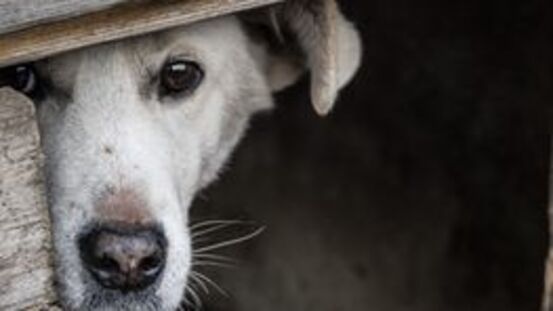 Wie man dem Hund zu Silvester hilft