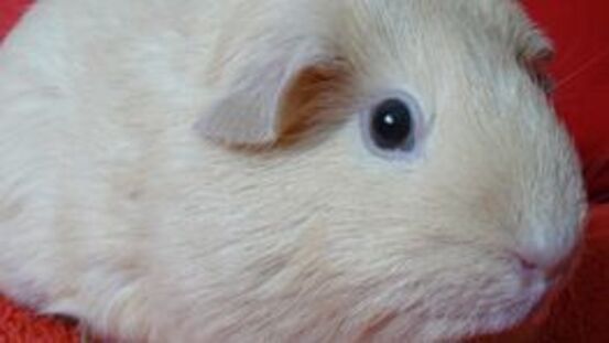 Meerschweinchen sind Angsthasen: 6 Anzeichen für Furcht 