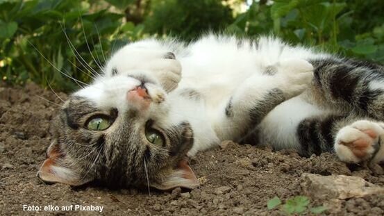 Katze Macht Buckel Beim Gehen