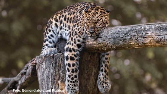 Leopard auf ruht auf Baum