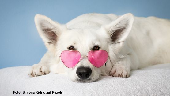 Valentinstag artikel