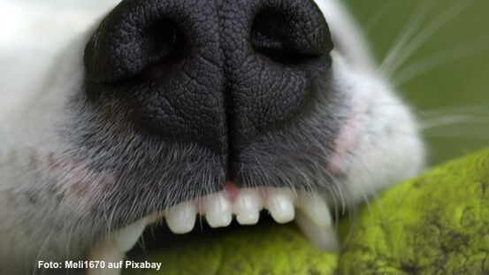 Auch Hunde und Katzen sollten Zähne putzen