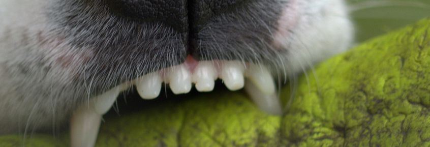 Auch Hunde und Katzen sollten Zähne putzen