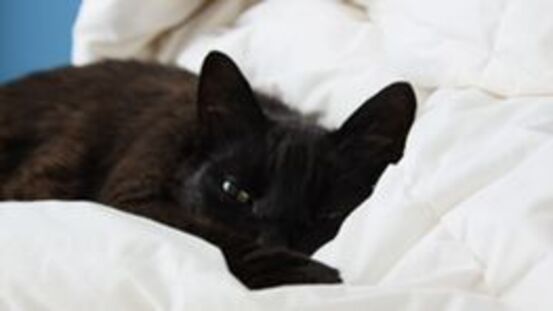 Kuscheln & schlafen im Katzenrudel: Liebe, Nähe, Sicherheit 