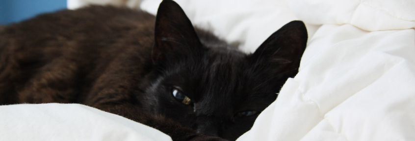 Kuscheln & schlafen im Katzenrudel: Liebe, Nähe, Sicherheit 