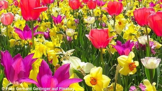 Für Hund und Katze giftige Frühlingsblume Tulpen und Narzissen sind für Hund und Katze giftig