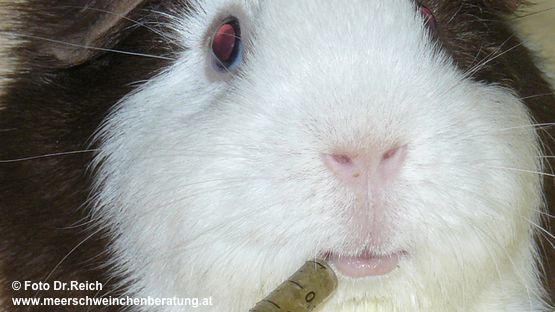 Verweigern Meerschweinchen ihr Futter ist das immer ein Notfall! 
