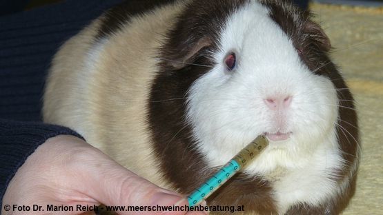 Meerschweinchen-päppeln-frisst-nicht-reich-a