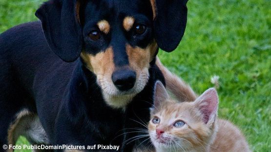 Hund und Katze können Arthrosen haben