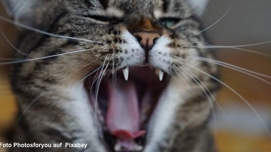 Sechs Ursachen für laute Katzennächte