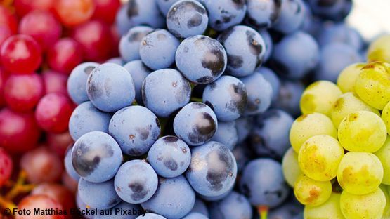 Weintrauben können bei Hunden Nierenschäden hervorrufen