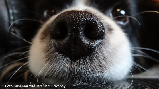 Der Geruchsinn von Hunden ist uns Menschen weit  überlegen