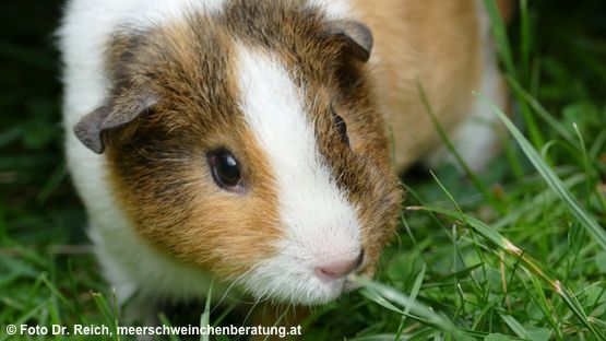 Das 1. Grün ist für Meerschweinchen mit Vorsicht zu genießen