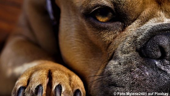 Hunde spenden Blut: 12 Blutgruppensysteme