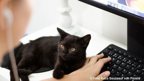 Die Arbeit von zu Hause stellt Katzenfreunde vor neue Herausforderungen: Tipps wie Sie damit umgehen.