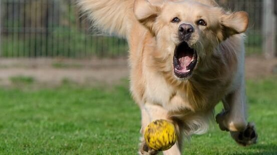 Ballspiele sind gut, solange sie den  Hund nicht überfordern.