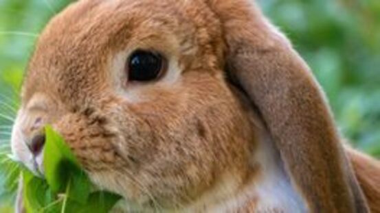 Sterngucker-Krankheit ist besonders gefährlich für Kaninchen