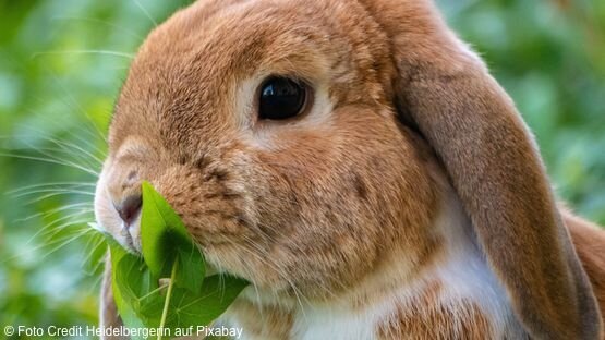 Frischfutter, Wildkrauter und Co sind für Kaninchen mit Vorsicht zu genießen 