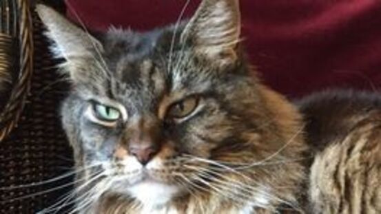 Die Maine-Coon Katze: Porträt einer sanften Gigantin