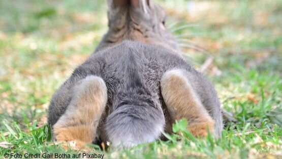 Kaninchen sind häufig von Pododermatitis ulcerosa betroffen.