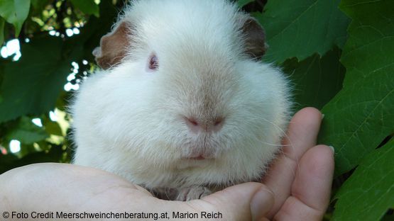 Petdoctors Expertin, Dr. Marion Reich, meerschweinchenberatung.at - Update [20|01|23]