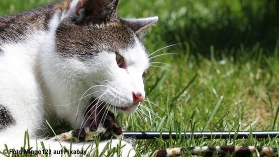 Katze Hat Schnur Verschluckt