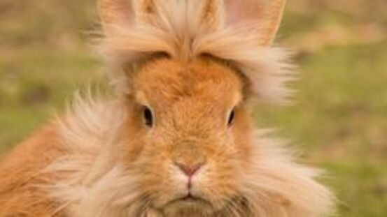 Enterokolitis der Kaninchen  ist ansteckend für Artgenossen