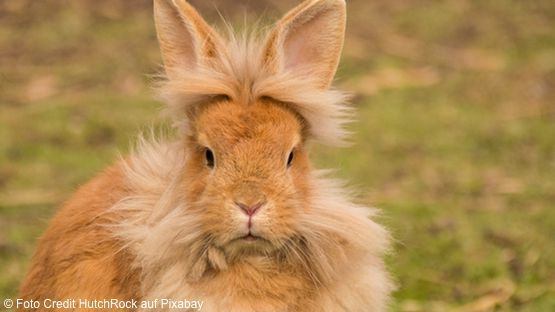 Artgerechte Ernährung für Kaninchen Kaninchen ree hutchrock auf pixabay a
