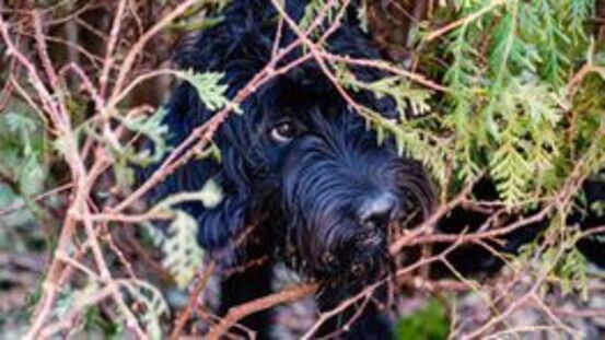 Wie man seinem Hund mit TTouches hilft, Stress abzubauen