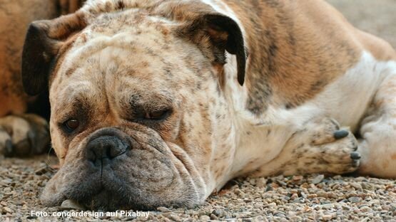 17 Ursachen Fur Erbrechen Bei Hunden Symptome Erste Hilfe