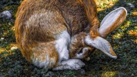 Myiasis: lebensbedrohlicher Maden-Befall bei Kaninchen & Co