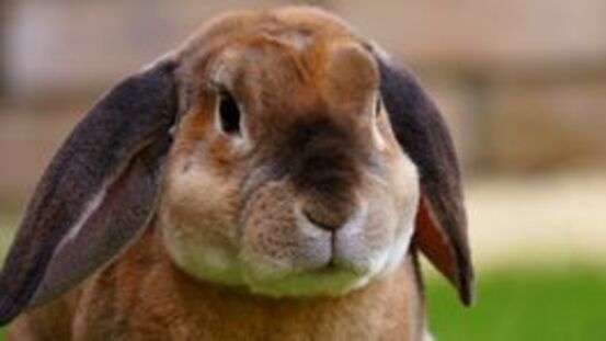 13 Ursachen für Durchfall bei Kaninchen & wie man ihn erkennt