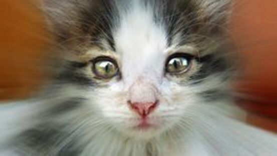 Vitamin B1: Thiamin-Mangel bei Katzen erkennen und vorbeugen