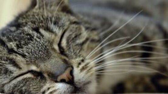 Harnsteine bei Katzen: 5 Symptome und 7 Ursachen [07|20]