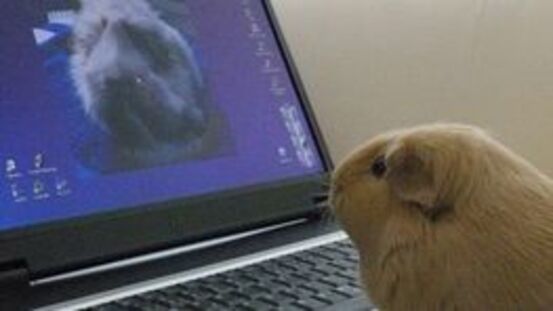 News: Webinare der meerschweinchenberatung.at 