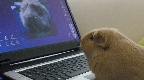 Webinar-Reihe der petdoctors.at Expertin Dr. Marion Reich
