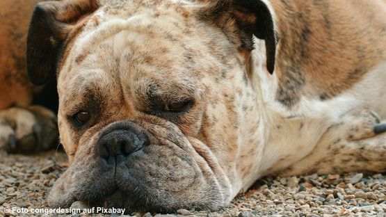 Kære hovedlandet Slip sko 2 Formen Morbus Cushing beim Hund - petdoctors.at