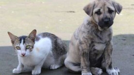 3 gute Gründe Hund und Katze zu chippen.