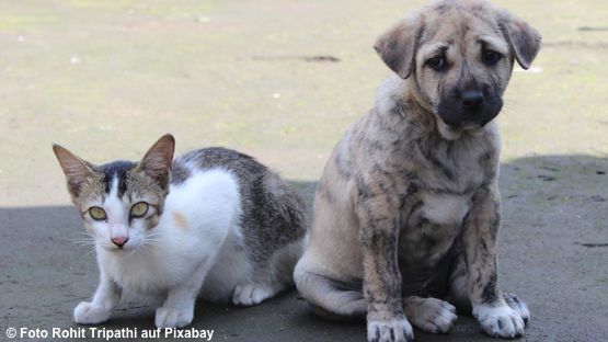 3 Gründe und Katze zu - petdoctors.at