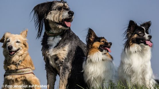 Neue Verordnung für ZüchterInnen und HundehalterInnen