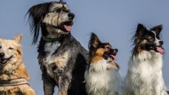 PetdoctorsWissen: die 93 häufigsten Hundekrankheiten [09|22]
